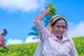 Tamil woman who works at Dambetenna estate breaks tea leaves Royalty Free Stock Photo